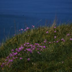 Photos