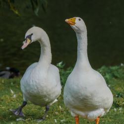 Photos