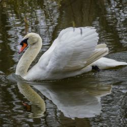 Photos