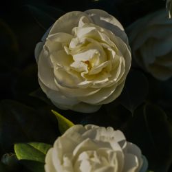 Photos